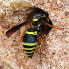 Euodynerus fedoris