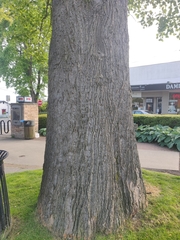 Liriodendron tulipifera