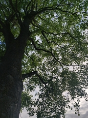 Liriodendron tulipifera