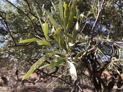 Alectryon oleifolius