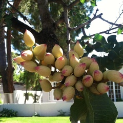 Pistacia vera