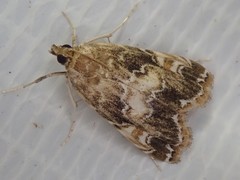 Elophila turbata