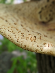 Cerioporus squamosus