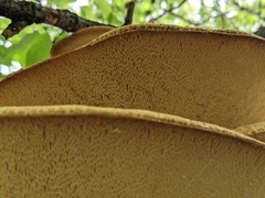 Cerioporus squamosus