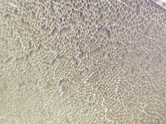 Cerioporus squamosus