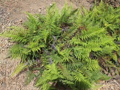 Pityrogramma austroamericana