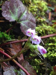 Veronica regina-nivalis