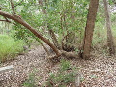 Eucalyptus baueriana thalassina