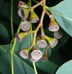 Eucalyptus baueriana thalassina
