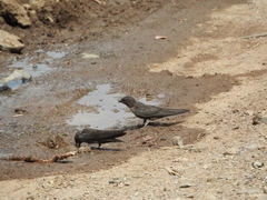 Ptyonoprogne concolor