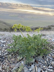 Lomatium multifidum