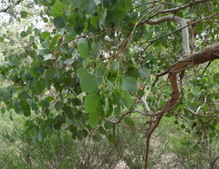 Eucalyptus baueriana thalassina