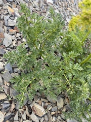Lomatium multifidum