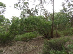 Eucalyptus baueriana thalassina