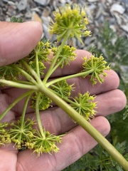 Lomatium multifidum