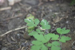 Phytomyza spondylii group