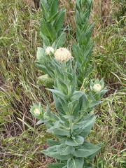 Plectocephalus americanus