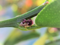 Cyphonia clavigera