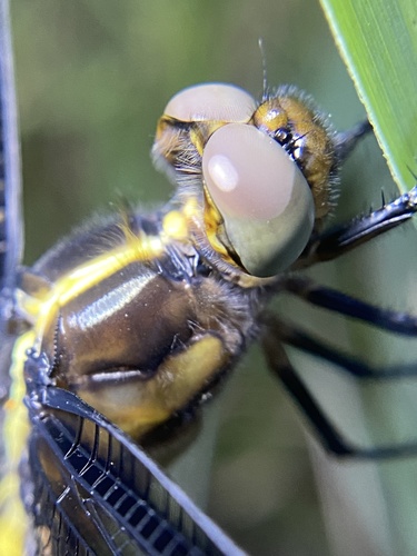Widow Skimmer, photo 6 of 8