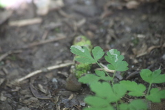 Phytomyza spondylii group