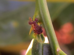 Cyphonia clavigera
