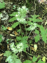 Hydrophyllum macrophyllum