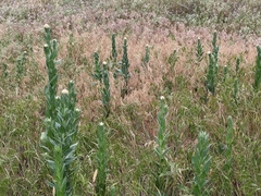 Plectocephalus americanus