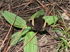 Thorybes pseudocellus