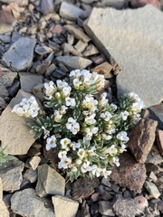 Cusickiella douglasii