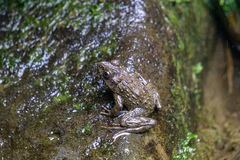 Glandirana rugosa