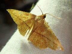 Striglina cancellata