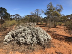 Cratystylis conocephala