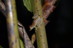 Scinax elaeochroa