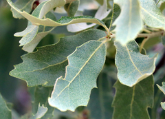 Quercus havardii