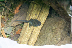 Glandirana rugosa