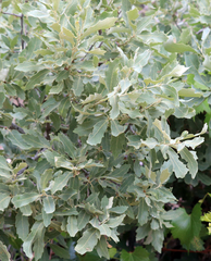 Quercus havardii