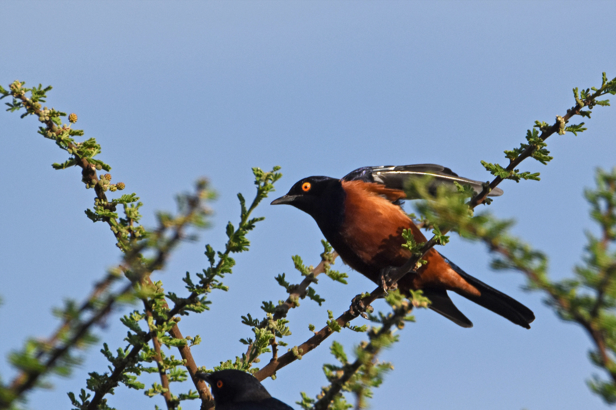 Shelley's Starling (Lamprotornis shelleyi), photo 2