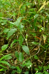 Monnina