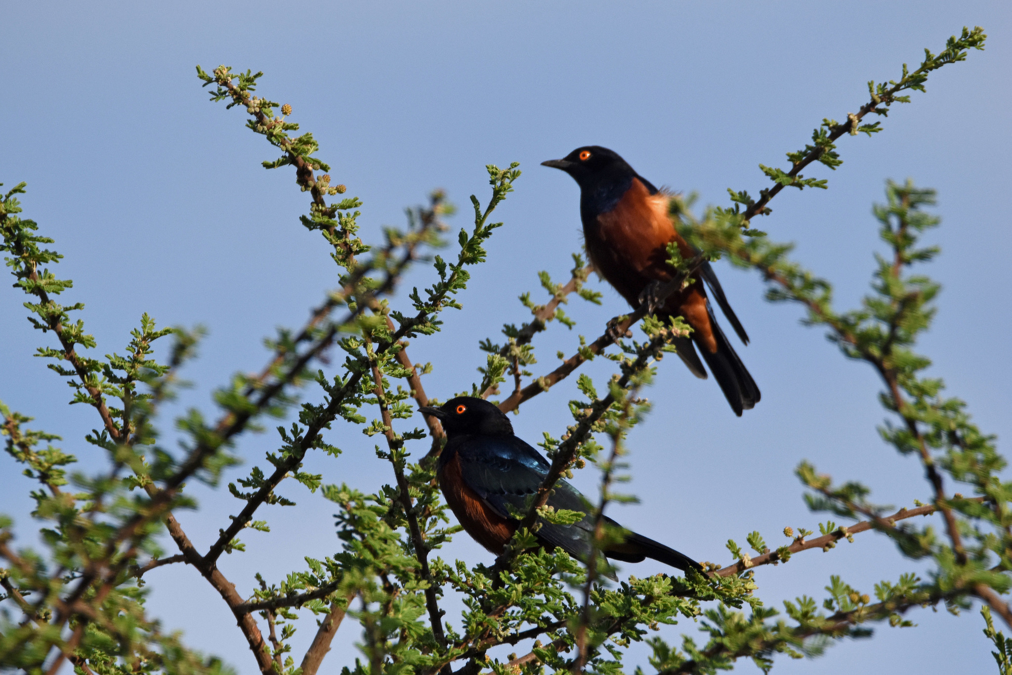 Shelley's Starling (Lamprotornis shelleyi), photo 3