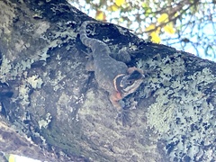Sceloporus aureolus
