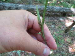 Scleria oligantha