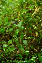 Monnina