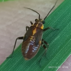 Capsodes