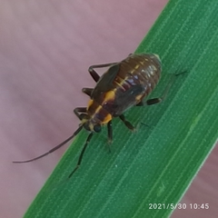Capsodes