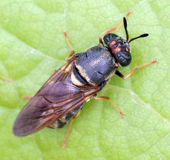 Hermetia chrysopila