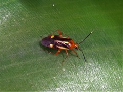 Horciasinus signoreti