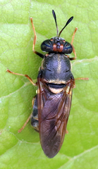 Hermetia chrysopila