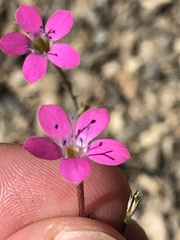 Saltugilia splendens