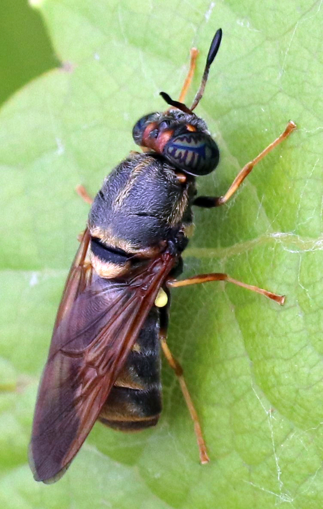 Hermetia chrysopila