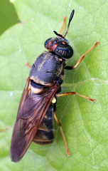 Hermetia chrysopila
